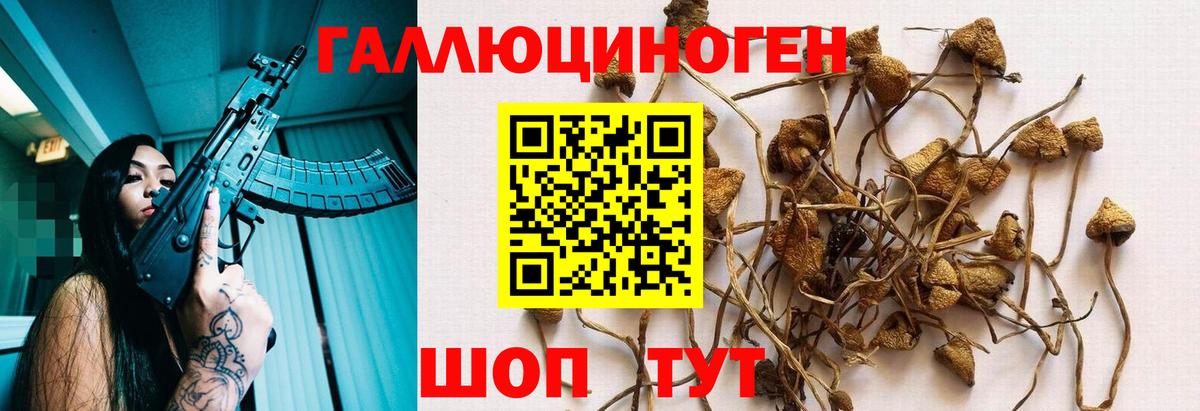 Псилоцибиновые грибы Cubensis Обь